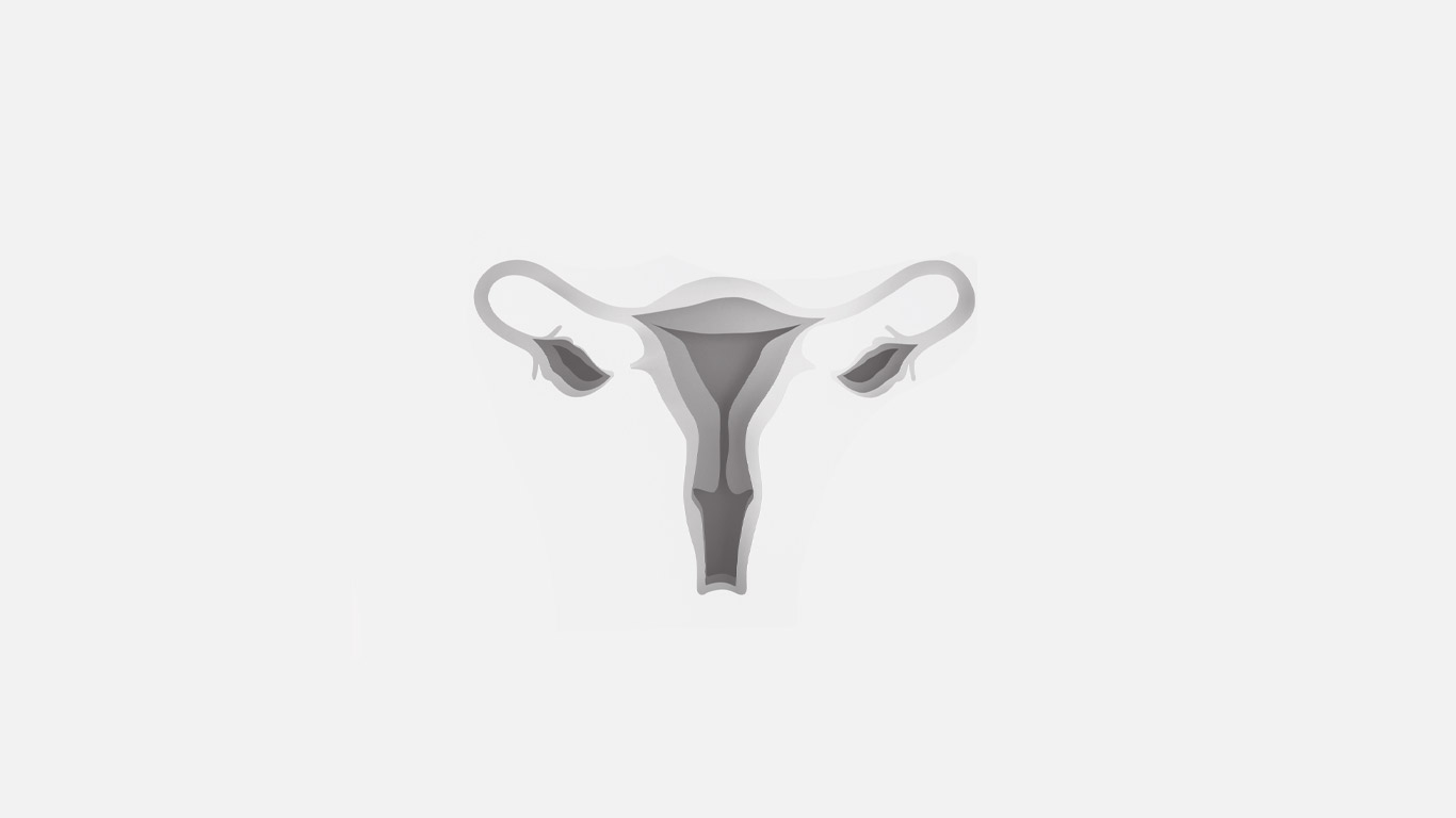 Illustration anatomique de l’appareil génital féminin